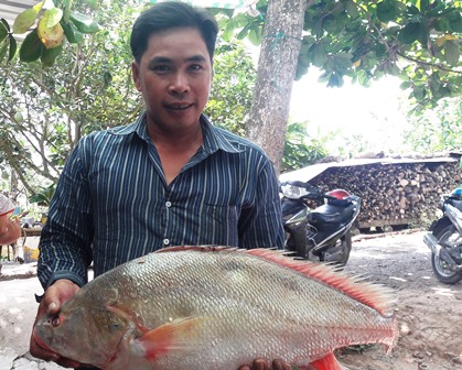 Vĩnh[-]Long:[-]Bắt[-]được[-]cá[-]nghi[-]là[-]sủ[-]vàng[-]nặng[-]gần[-]6kg[-]trên[-]sông[-]Hậu